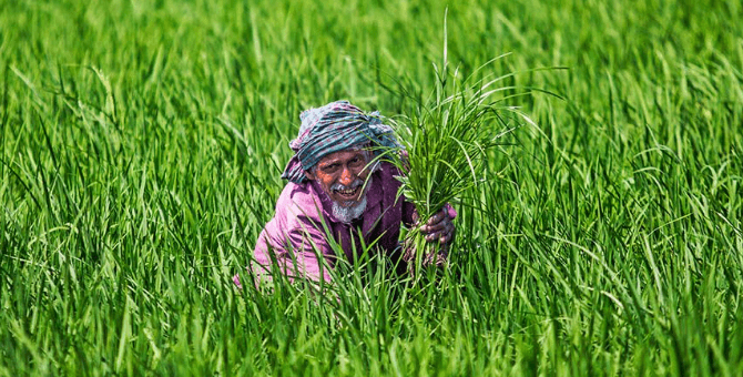ড্রাম সিডার দ্বারা নেরিকা মিউট্যান্ট জাতের ধান বীজ বপন